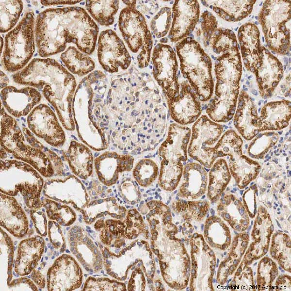 Immunohistochemistry (Formalin/PFA-fixed paraffin-embedded sections) - Anti-Polycystin 1/PC1 antibody [7e12] - BSA and Azide free (AB238662)