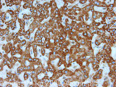 Immunohistochemistry (Formalin/PFA-fixed paraffin-embedded sections) - Anti-Polycystin 1/PC1 antibody [7e12] - BSA and Azide free (AB238662)
