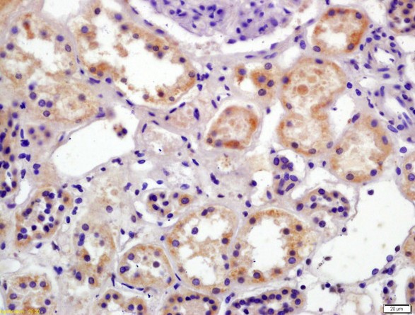 Immunohistochemistry (Formalin/PFA-fixed paraffin-embedded sections) - Anti-Polycystin 1/PC1 antibody (AB203240), expandable thumbnail