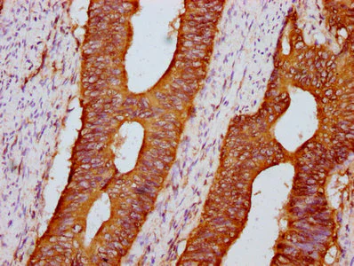 Immunohistochemistry (Formalin/PFA-fixed paraffin-embedded sections) - Anti-Polycystin 1/PC1 antibody (AB235963)