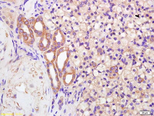 Immunohistochemistry (Formalin/PFA-fixed paraffin-embedded sections) - Anti-Polycystin 2 antibody (AB214317)