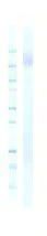 Western blot - Anti-Polyethylene glycol antibody [26A04] - BSA and Azide free (AB94764)