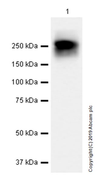 Western blot - Anti-Polyethylene glycol antibody [EPR21993-154] (AB203857)