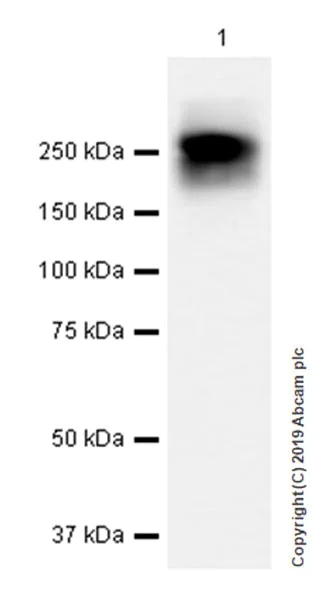 Western blot - Anti-Polyethylene glycol antibody [EPR21993-154] (AB203857)
