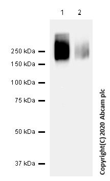 Western blot - Anti-Polyethylene glycol antibody [PEG-B-47] (AB51257), expandable thumbnail