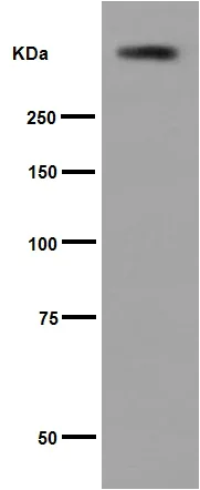 Western blot - Anti-Polyethylene glycol antibody [PEG-B-47] (AB51257)