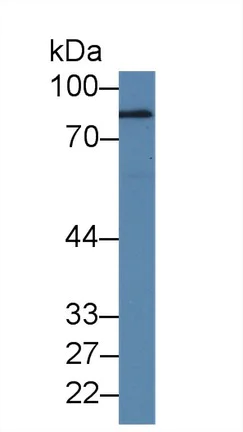 Western blot - Anti-Polymeric immunoglobulin receptor/PIGR antibody (AB231675)