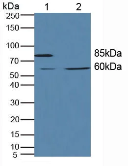 Western blot - Anti-Polymeric immunoglobulin receptor/PIGR antibody (AB231675)