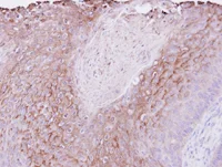 Immunohistochemistry (Formalin/PFA-fixed paraffin-embedded sections) - Anti-Polymeric immunoglobulin receptor/PIGR antibody (AB96196)