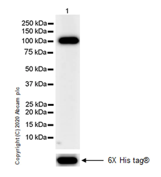 Western blot - Anti-Polymeric immunoglobulin receptor/PIGR antibody [EPR23314-256] (AB275020)