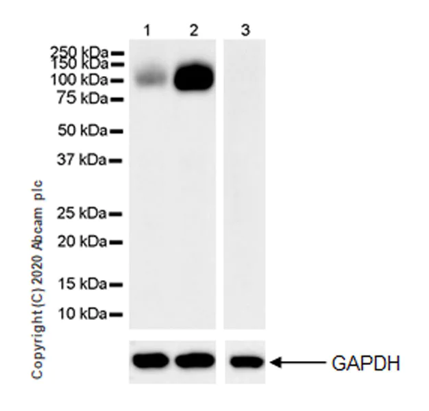 Western blot - Anti-Polymeric immunoglobulin receptor/PIGR antibody [EPR23314-256] (AB275020)