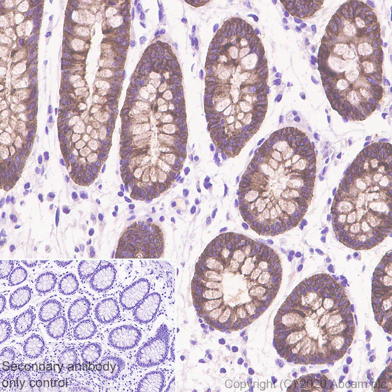Immunohistochemistry (Formalin/PFA-fixed paraffin-embedded sections) - Anti-Polymeric immunoglobulin receptor/PIGR antibody [EPR23314-256] - BSA and Azide free (AB275030)