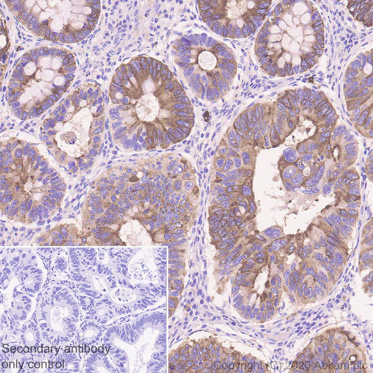 Immunohistochemistry (Formalin/PFA-fixed paraffin-embedded sections) - Anti-Polymeric immunoglobulin receptor/PIGR antibody [EPR23314-256] - BSA and Azide free (AB275030)