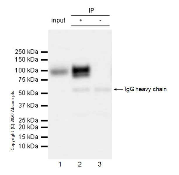Immunoprecipitation - Anti-Polymeric immunoglobulin receptor/PIGR antibody [EPR23314-256] - BSA and Azide free (AB275030)