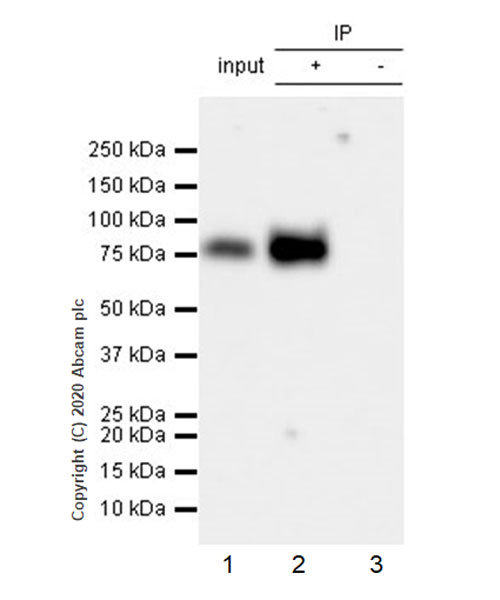Immunoprecipitation - Anti-Polymeric immunoglobulin receptor/PIGR antibody [EPR23314-78] (AB272728), expandable thumbnail