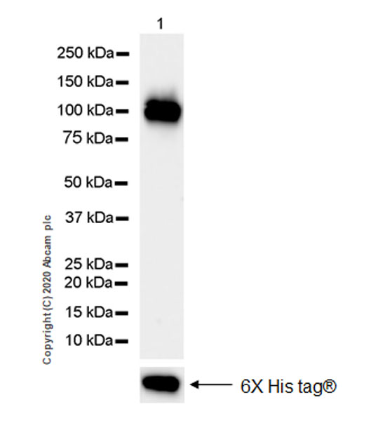Western blot - Anti-Polymeric immunoglobulin receptor/PIGR antibody [EPR23314-78] (AB272728), expandable thumbnail