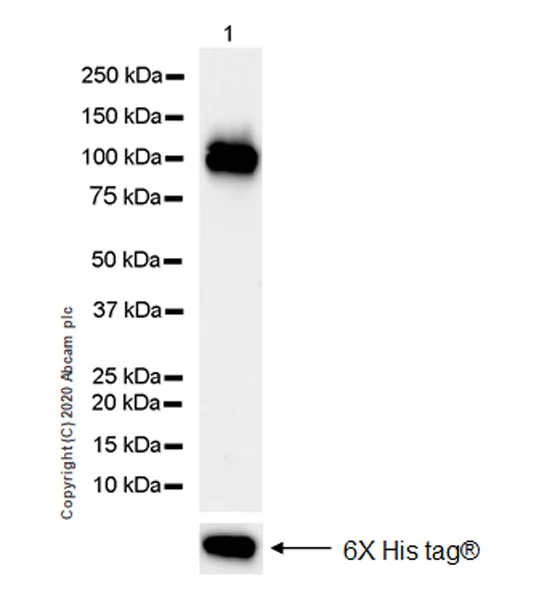 Western blot - Anti-Polymeric immunoglobulin receptor/PIGR antibody [EPR23314-78] (AB272728)