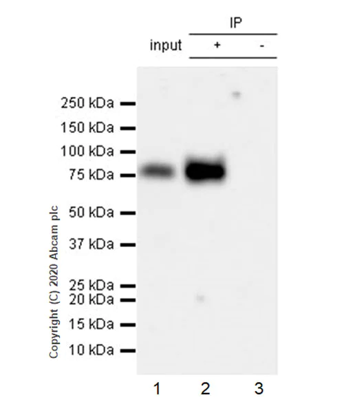 Immunoprecipitation - Anti-Polymeric immunoglobulin receptor/PIGR antibody [EPR23314-78] - BSA and Azide free (AB273512)