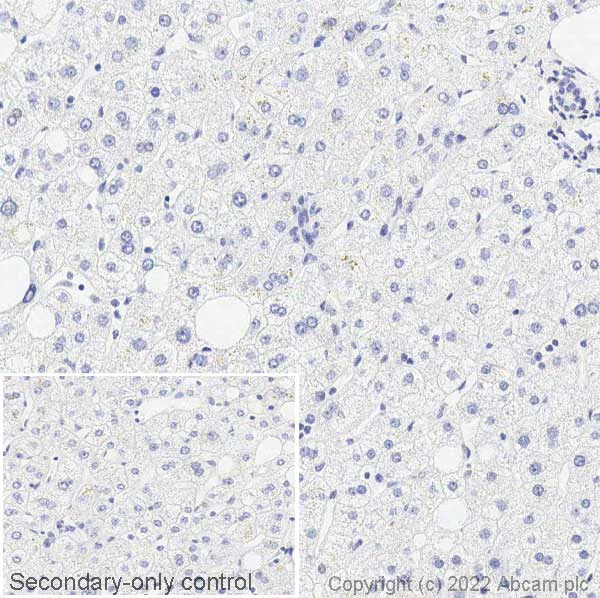 Immunohistochemistry (Formalin/PFA-fixed paraffin-embedded sections) - Anti-Polyoma virus, Large T antigen antibody [CM2B4] - BSA and Azide free (AB307451)