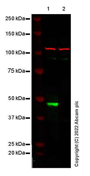 Western blot - Anti-Polyoma virus, Large T antigen antibody [CM2B4] - BSA and Azide free (AB307451)