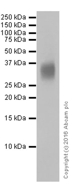 Western blot - Anti-POMC antibody [EPR17571] (AB210605)