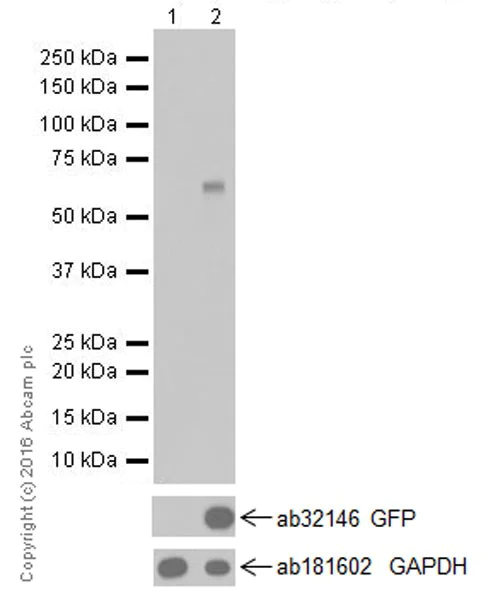 Western blot - Anti-POMC antibody [EPR17571] (AB210605)