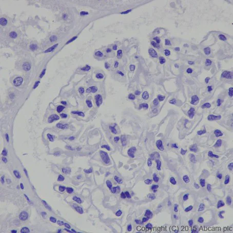 Immunohistochemistry (Formalin/PFA-fixed paraffin-embedded sections) - Anti-POMC antibody [EPR17571] - BSA and Azide free (AB222486)