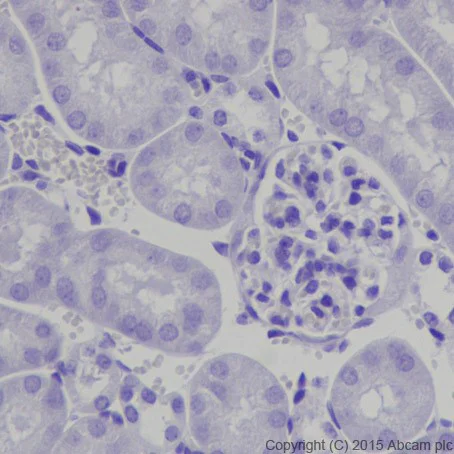 Immunohistochemistry (Formalin/PFA-fixed paraffin-embedded sections) - Anti-POMC antibody [EPR17571] - BSA and Azide free (AB222486)