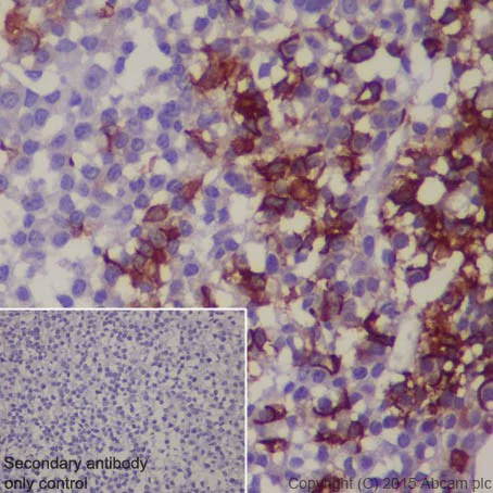 Immunohistochemistry (Formalin/PFA-fixed paraffin-embedded sections) - Anti-POMC antibody [EPR17571] - BSA and Azide free (AB222486)