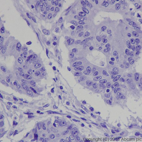 Immunohistochemistry (Formalin/PFA-fixed paraffin-embedded sections) - Anti-POMC antibody [EPR17571] - BSA and Azide free (AB222486)