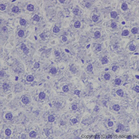 Immunohistochemistry (Formalin/PFA-fixed paraffin-embedded sections) - Anti-POMC antibody [EPR17571] - BSA and Azide free (AB222486)