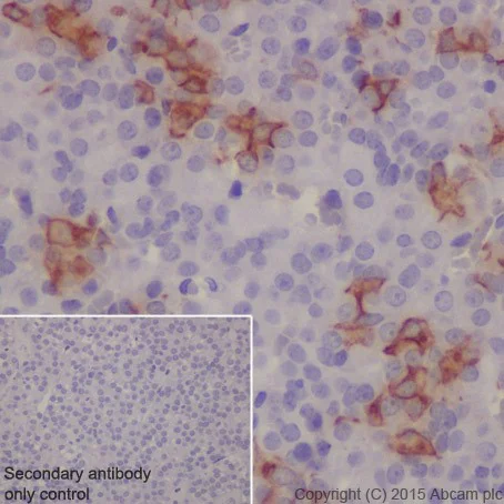 Immunohistochemistry (Formalin/PFA-fixed paraffin-embedded sections) - Anti-POMC antibody [EPR17571] - BSA and Azide free (AB222486)