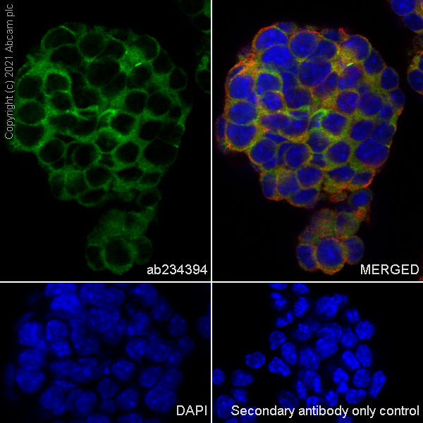 Immunocytochemistry/ Immunofluorescence - Anti-POMC antibody [EPR22534-165] (ab254257), expandable thumbnail
