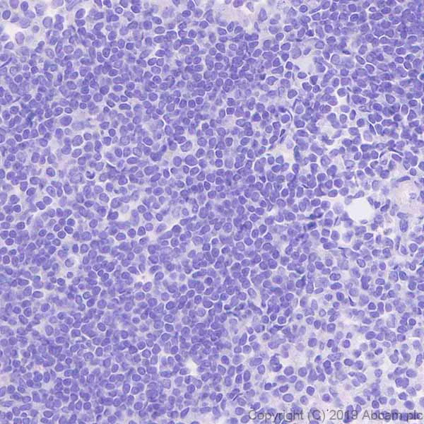 Anti-POMC antibody [EPR22534-165] Rabbit monoclonal (ab254257) | Abcam