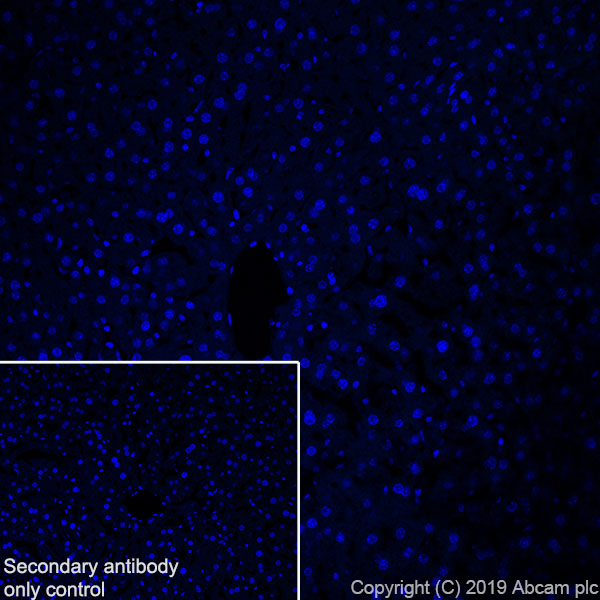 Immunohistochemistry (Frozen sections) - Anti-POMC antibody [EPR22534-165] (AB254257), expandable thumbnail