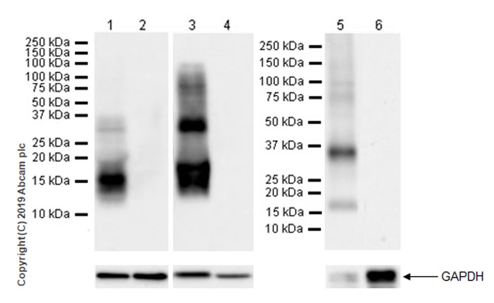 Western blot - Anti-POMC antibody [EPR22534-165] (AB254257), expandable thumbnail