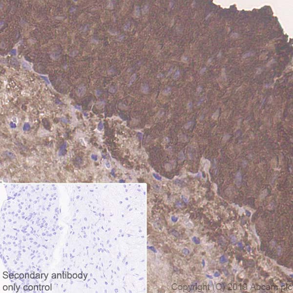 Immunohistochemistry (Formalin/PFA-fixed paraffin-embedded sections) - Anti-POMC antibody [EPR22534-165] - BSA and Azide free (ab255334), expandable thumbnail
