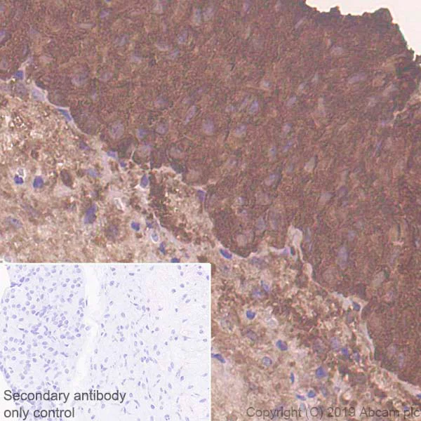 Immunohistochemistry (Formalin/PFA-fixed paraffin-embedded sections) - Anti-POMC antibody [EPR22534-165] - BSA and Azide free (AB255334)