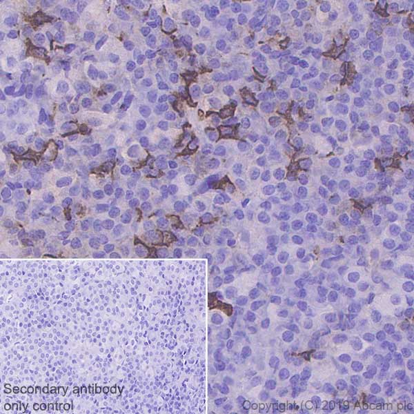 Immunohistochemistry (Formalin/PFA-fixed paraffin-embedded sections) - Anti-POMC antibody [EPR22534-165] - BSA and Azide free (AB255334), expandable thumbnail