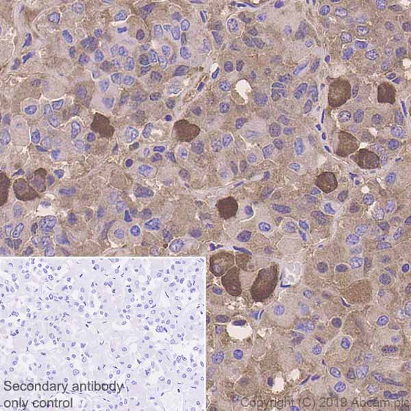 Immunohistochemistry (Formalin/PFA-fixed paraffin-embedded sections) - Anti-POMC antibody [EPR22534-165] - BSA and Azide free (AB255334), expandable thumbnail