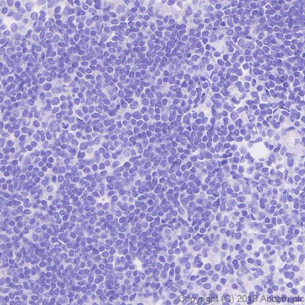 Immunohistochemistry (Formalin/PFA-fixed paraffin-embedded sections) - Anti-POMC antibody [EPR22534-165] - BSA and Azide free (AB255334), expandable thumbnail