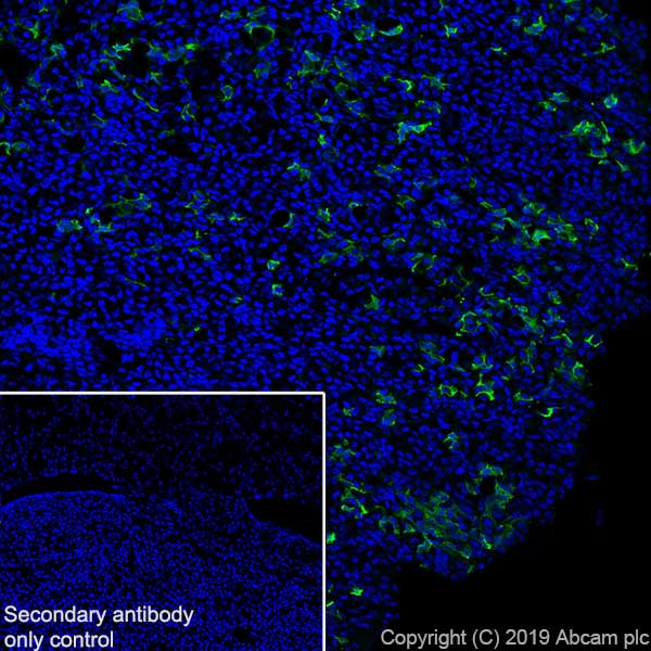 Immunohistochemistry (Frozen sections) - Anti-POMC antibody [EPR22534-165] - BSA and Azide free (AB255334), expandable thumbnail