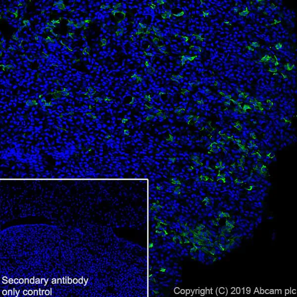 Immunohistochemistry (Frozen sections) - Anti-POMC antibody [EPR22534-165] - BSA and Azide free (AB255334)