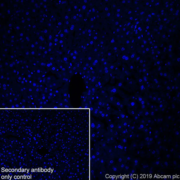 Immunohistochemistry (Frozen sections) - Anti-POMC antibody [EPR22534-165] - BSA and Azide free (AB255334)