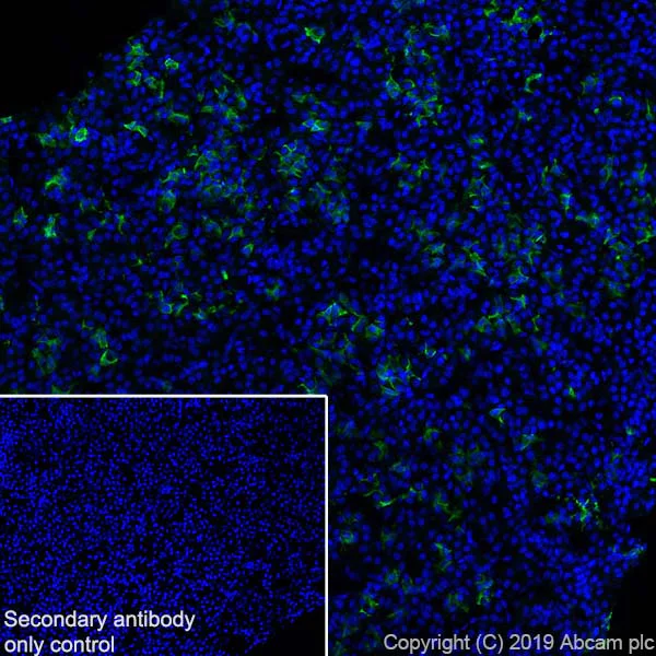 Immunohistochemistry (Frozen sections) - Anti-POMC antibody [EPR22534-165] - BSA and Azide free (AB255334)