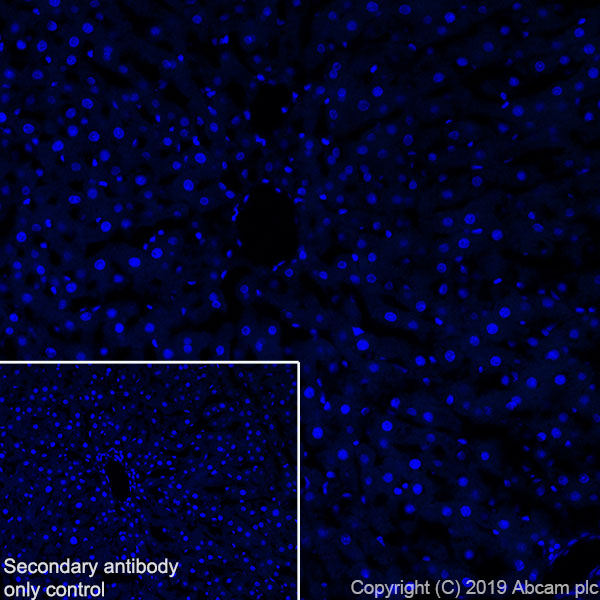 Immunohistochemistry (Frozen sections) - Anti-POMC antibody [EPR22534-165] - BSA and Azide free (ab255334), expandable thumbnail