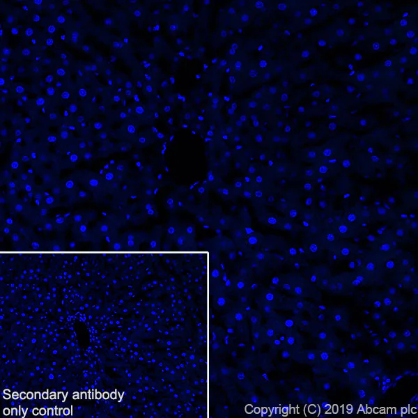 Immunohistochemistry (Frozen sections) - Anti-POMC antibody [EPR22534-165] - BSA and Azide free (AB255334)