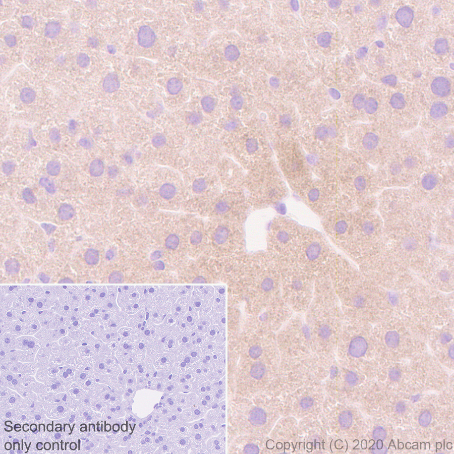 Immunohistochemistry (Formalin/PFA-fixed paraffin-embedded sections) - Anti-PON1 antibody [EPR2892] (AB92466), expandable thumbnail