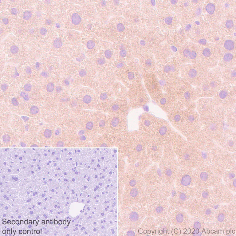 Immunohistochemistry (Formalin/PFA-fixed paraffin-embedded sections) - Anti-PON1 antibody [EPR2892] (AB92466)