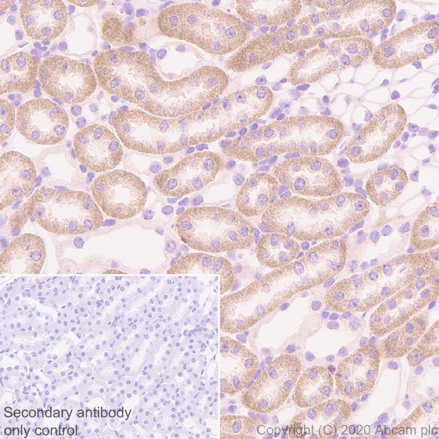 Immunohistochemistry (Formalin/PFA-fixed paraffin-embedded sections) - Anti-PON1 antibody [EPR2892] (AB92466), expandable thumbnail